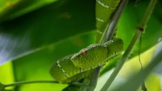 Naděje pro krále nebes