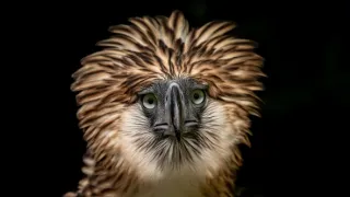 Naděje pro krále nebes