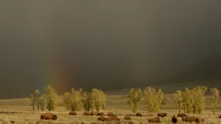 Začalo to v Yellowstonu - národní parky USA a jejich příroda