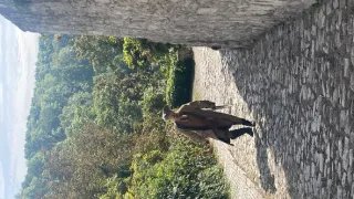 Petr Brandl - barokní rebel