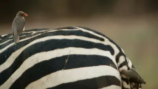 Zebry - hvězdy s pruhy