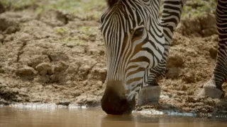 Zebry - hvězdy s pruhy