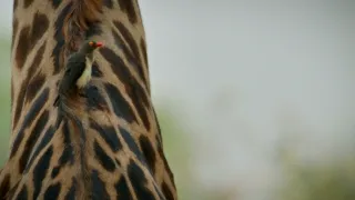 Zebry - hvězdy s pruhy