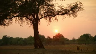 Zebry - hvězdy s pruhy