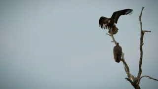 Zebry - hvězdy s pruhy