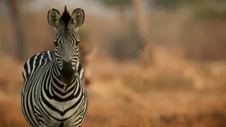 Zebry - hvězdy s pruhy