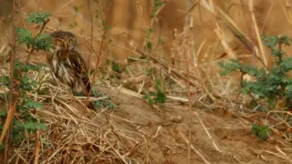 Zebry - hvězdy s pruhy