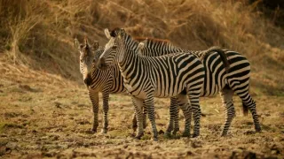 Zebry - hvězdy s pruhy