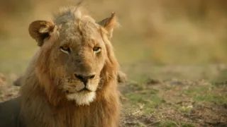 Zebry - hvězdy s pruhy