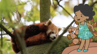 Velká kniha o zvířátkách II