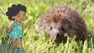 Velká kniha o zvířátkách II