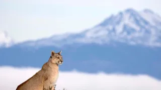 Vek mačkovitých šeliem (3/3)