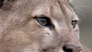 Vek mačkovitých šeliem (3/3)