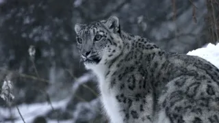 Vek mačkovitých šeliem (3/3)