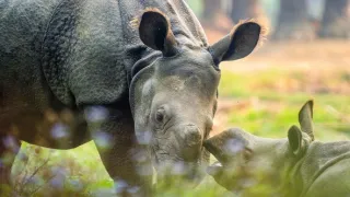 Zázračná planeta: Asie (4/7)