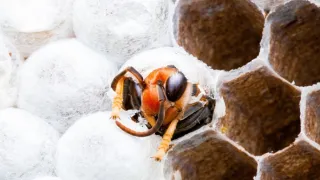 Zázračná planeta: Asie (4/7)