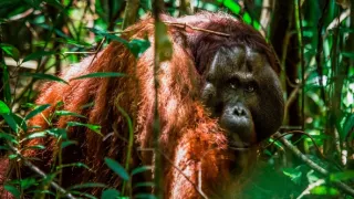 Zázračná planeta: Asie (4/7)