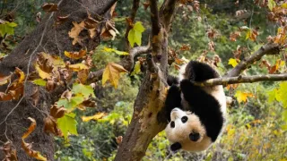 Zázračná planeta: Asie (4/7)