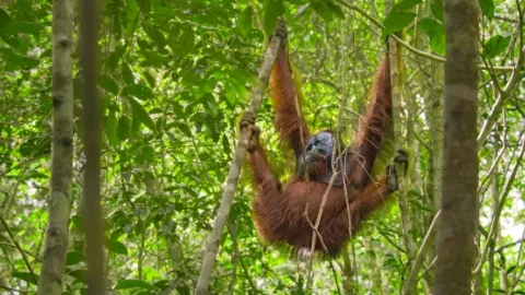 Zázračná planeta: Asie (4/7)