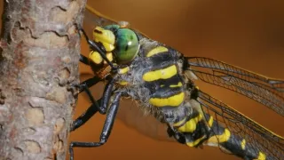 Skrytý život v lese (2)