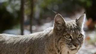 Začalo to v Yellowstonu - národní parky USA a jejich příroda