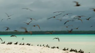Marlon Brando na rajském ostrově