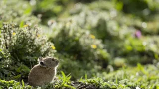 Vzácní živočichové čínské přírody