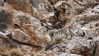 Vzácní živočichové čínské přírody