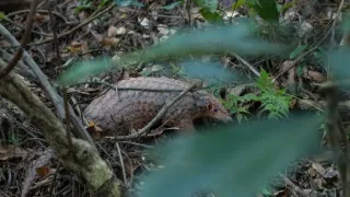 Vzácní živočichové čínské přírody