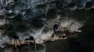 Vzácní živočichové čínské přírody