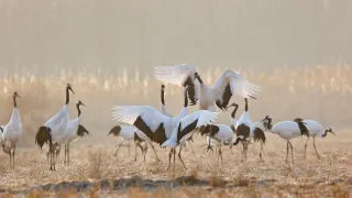 Vzácní živočichové čínské přírody