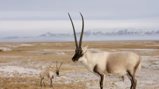 Vzácní živočichové čínské přírody