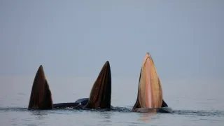 Vzácní živočichové čínské přírody