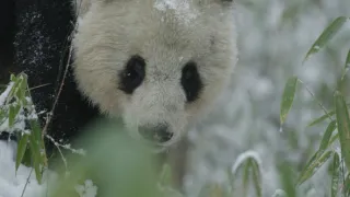 Vzácní živočichové čínské přírody