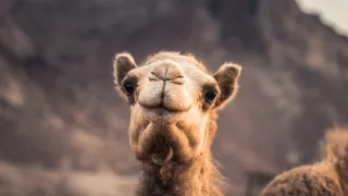 Skryté obzory: Arábie (3)