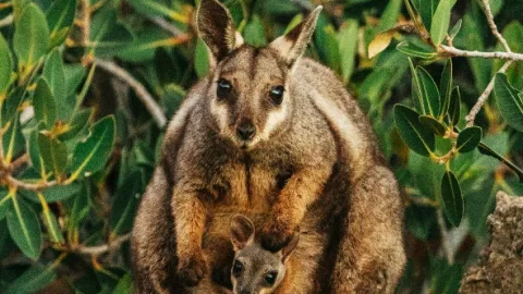Ningaloo: Australský ráj (3)