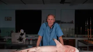 Když žraloci útočí V (9)