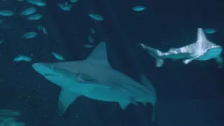 Když žraloci útočí V (9)