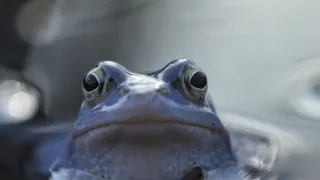 Lesní pohádky bratří Grimmů