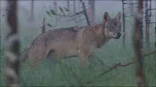 Lesní pohádky bratří Grimmů