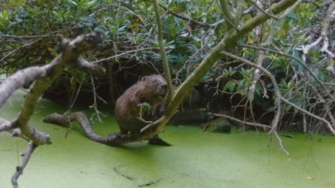 Skrytý život v lese (3)