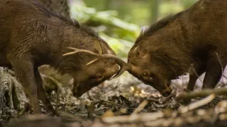 Zázračná planeta: Asie (5/7)