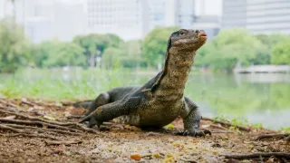 Zázračná planeta: Asie (5/7)