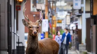 Zázračná planeta: Asie (5/7)