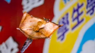 Zázračná planeta: Asie (5/7)