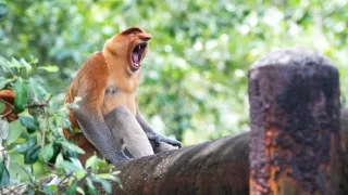 Zázračná planeta: Asie (5/7)