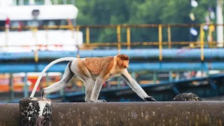 Zázračná planeta: Asie (5/7)