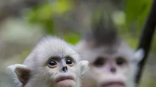 Tajomné opice zo Šangri-la
