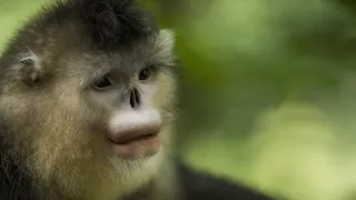 Tajomné opice zo Šangri-la