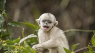 Tajomné opice zo Šangri-la